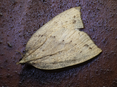 Euclidiodes chiloensis