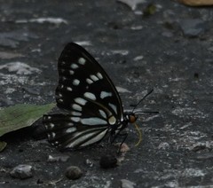 Apaturinae