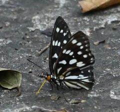 Apaturinae