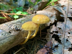 Cyptotrama chrysopepla