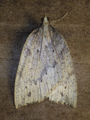 Euclidiodes chiloensis