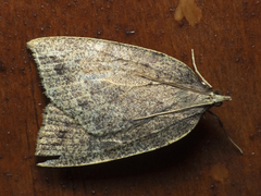 Euclidiodes chiloensis