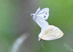 Pieris latouchei
