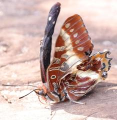 Charaxes brutus natalensis