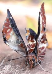 Charaxes brutus natalensis
