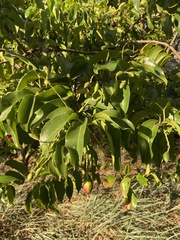 Prunus ilicifolia lyonii
