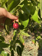 Prunus ilicifolia lyonii