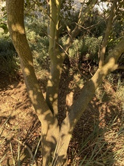 Prunus ilicifolia lyonii