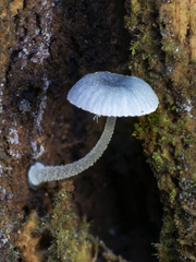 Mycena cyanocephala