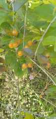 Angiospermae