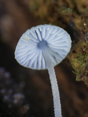 Mycena cyanocephala