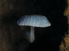 Mycena cyanocephala