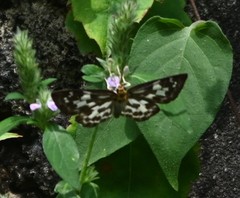 Abraximorpha davidii
