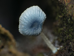 Mycena cyanocephala