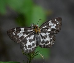 Abraximorpha davidii
