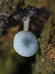 Mycena cyanocephala