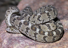Dasypeltis scabra