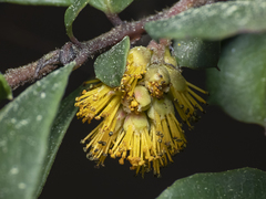 Azara integrifolia