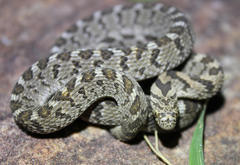 Dasypeltis scabra