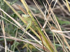 Anisoptera