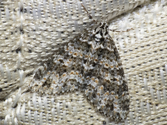 Hoplosauris granitata