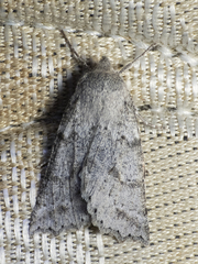Mallomus