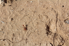 Ammophila wrightii
