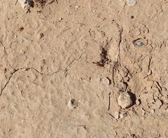 Ammophila wrightii