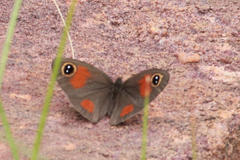 Stygionympha wichgrafi wichgrafi