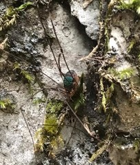 Leiobunum viridorsum