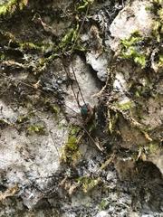 Leiobunum viridorsum