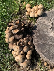 Micacei