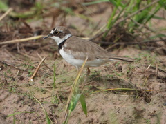 Charadrius dubius curonicus
