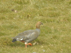 Chloephaga rubidiceps