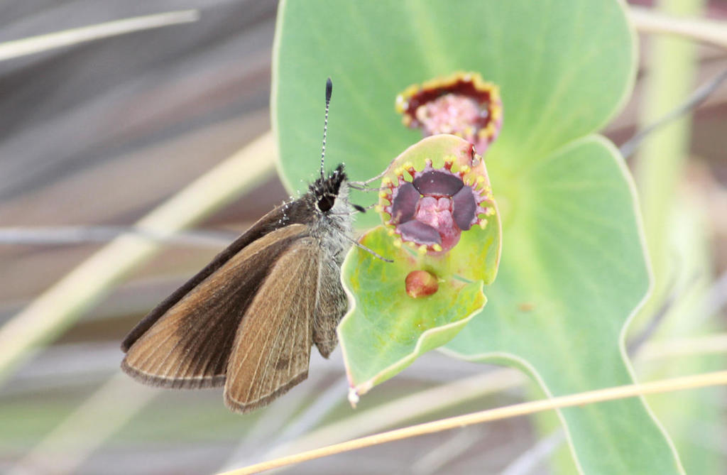 Dismal Sylph