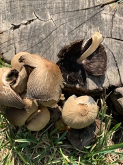 Micacei