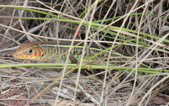 Gerrhosaurus flavigularis
