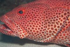 Epinephelus posteli