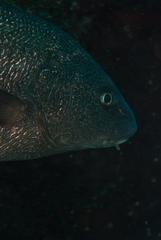 Umbrina