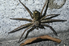 Heteropodinae