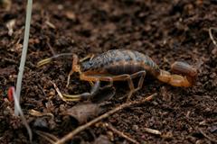Uroplectes triangulifer