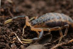 Uroplectes triangulifer