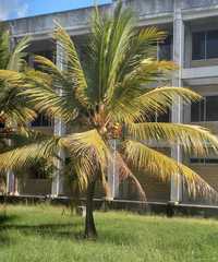 Arecaceae