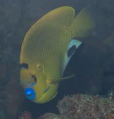 Apolemichthys trimaculatus