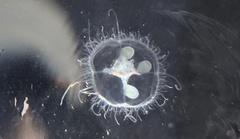 Craspedacusta sowerbii