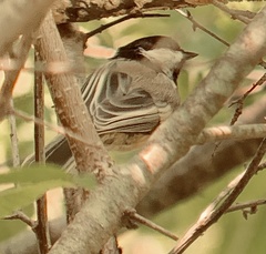 Poecile atricapillus