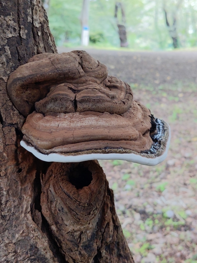 Ganoderma applanatum · September 2021 · photo: © munenori_yamakawa (iNaturalist, cc-by)