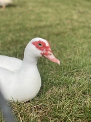 Cairina moschata domestica