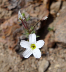 Leptosiphon breviculus