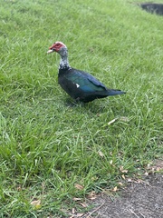 Cairina moschata domestica